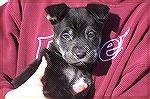Puppies for Adoption - Ocean Pines Maryland