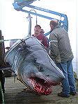 Thought the fisherman would appreciate this 1035lb record Mako shark caught in Nova Scotia. After only a 15 minute fight the shark, hooked in the mouth, came up alongside the boat where a mate got a l