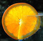 Photo of orange slice taken with Nikon D70 with 18-70mm lens.  
B. Sage