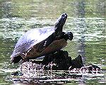 One of many large turtles sunning themselves on Trussum Pond.  (For Msg. # 360140 on kayaking on Trussum Pond)