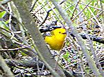 4/27/2008:  A Prothonotary Warbler seen along Prime Hook Creek during DLITE's Delmarva Birding Weekend.
Sorry for lack of focus.  The birds won't sit still.
(Photo for kayak trip report Msg#556829)