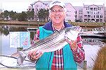 Ron Howe shows off his nice 29&quot; Rockfish, good enough to garner 3rd place out of 35 anglers participating in the 2008 Ocean Pines Anglers/MSSA Rockfish tournament. 