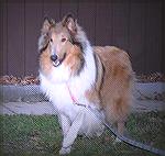 Tobi, new boy in town, was adopted from the Collie Rescue in Chantilly, Va. by Jack and Andrea Barnes. Tobi is 18 months old and has some big shoes to fill for his predecessor, therapy dog King.