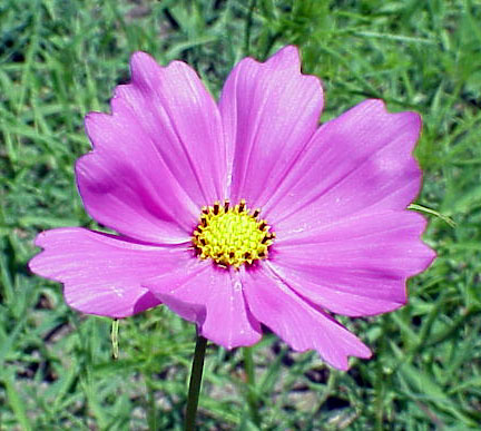 First Wildflower 2004