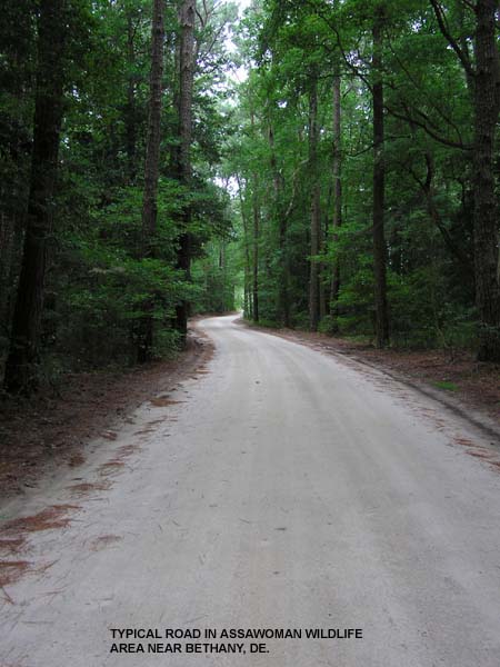 Assawoman Wildlife Area