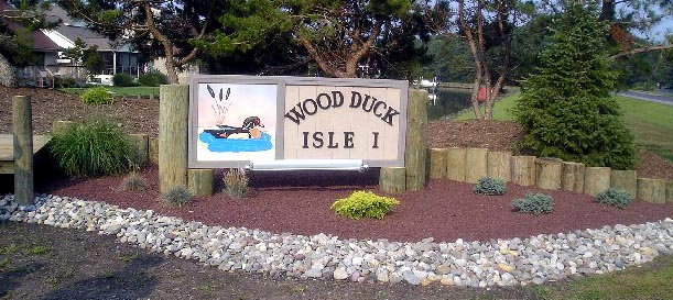Wood Duck I
