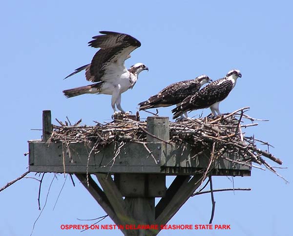 Ospreys On Nest
