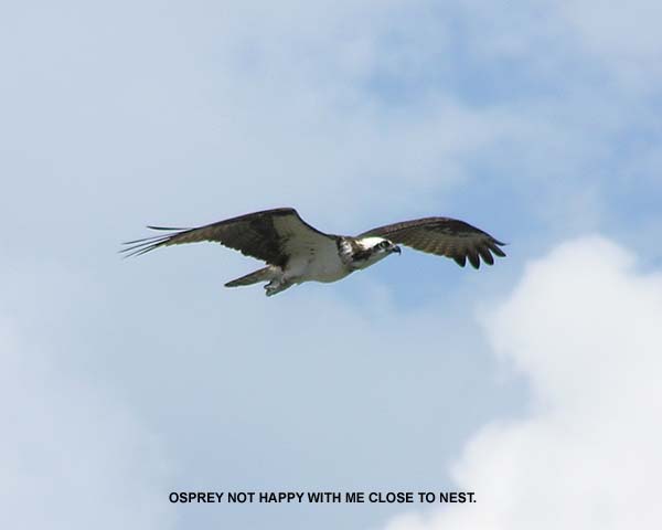 Osprey In Flight