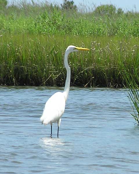 Great Egret from Kayak