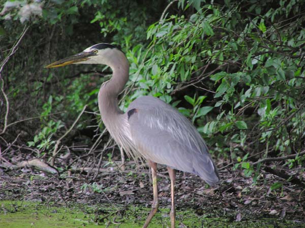 Great Blue Heron at Trap Pond