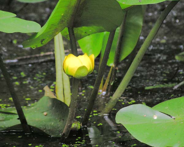 Water Lilly