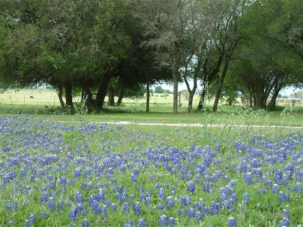 Texas Spring