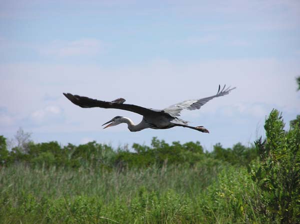 Great Blue Heron Takes Off