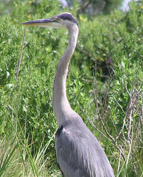 Great Blue Heron at Salt Pond