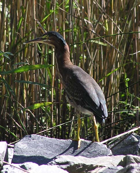 Green Heron by Assawoman Canal