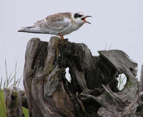 Young Forster's Tern
