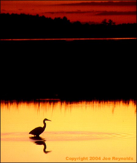 Sunset Heron