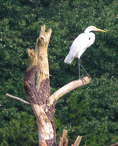 Great Egret Near Gum Point