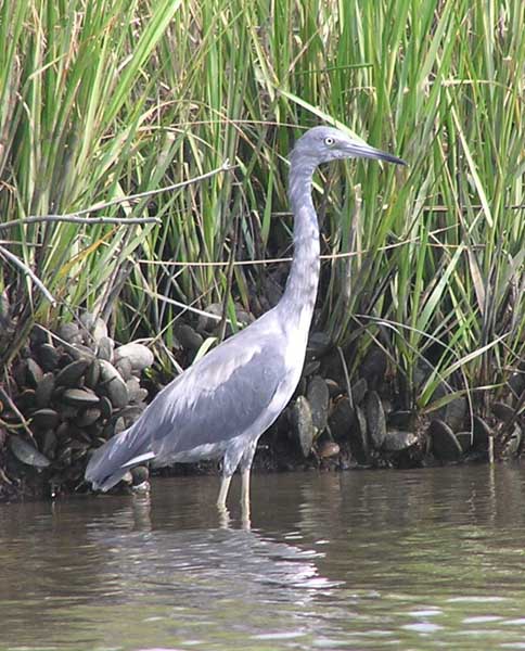 Young Great Blue Heron