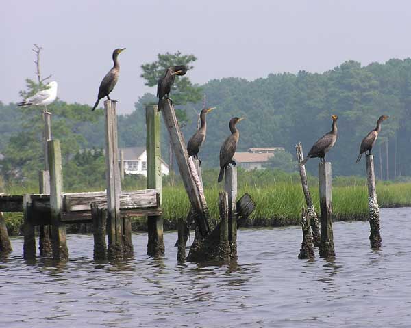 Cormorant Convention