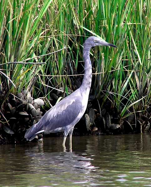 Kohler Heron