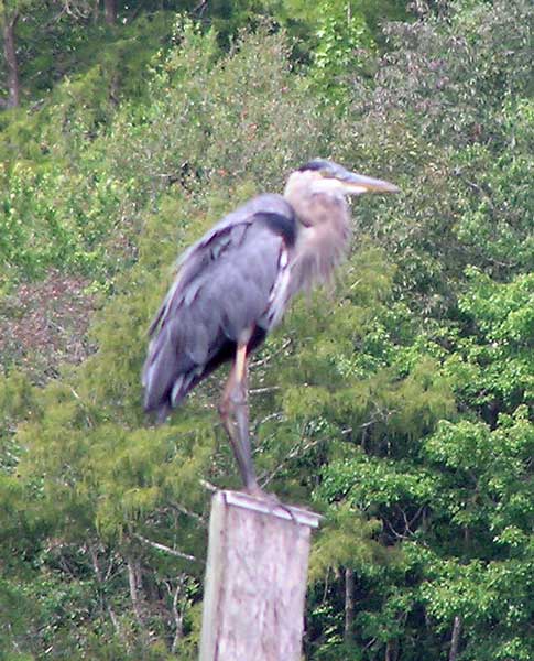 Great Blue Heron