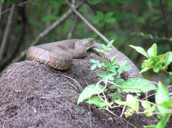 Northern Water Snake