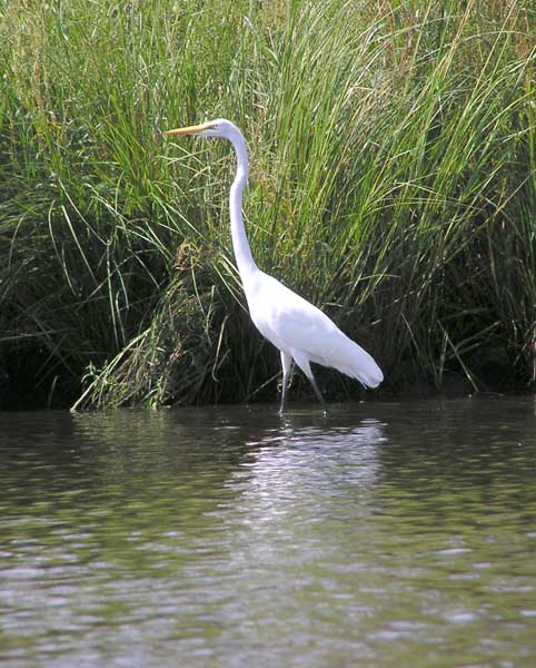 Great Egret