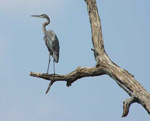 Great Blue Heron