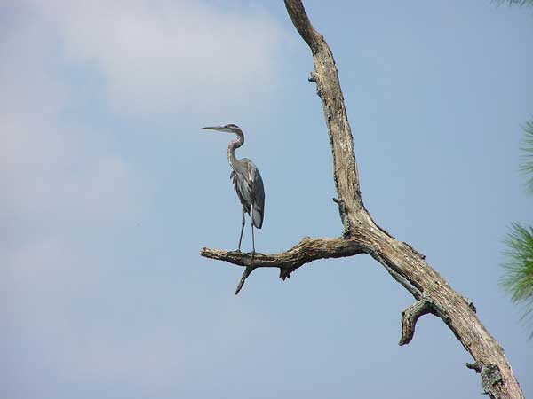 Great Blue Heron 1