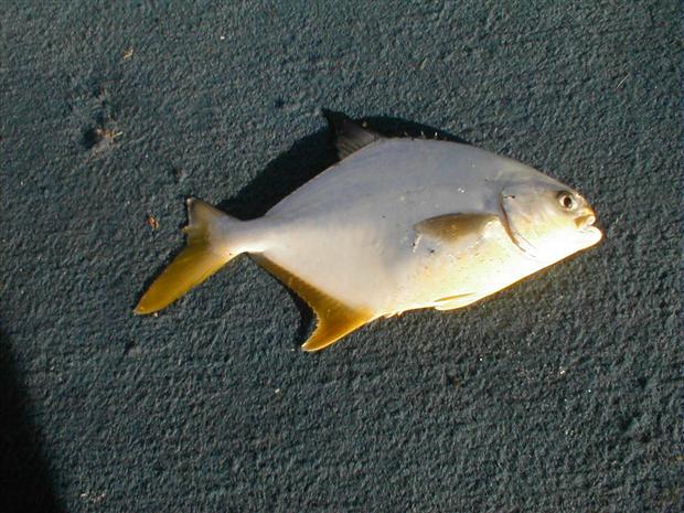 Unknown Fish