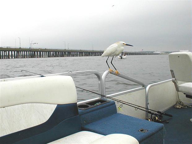 Egret on Pontoon Boat