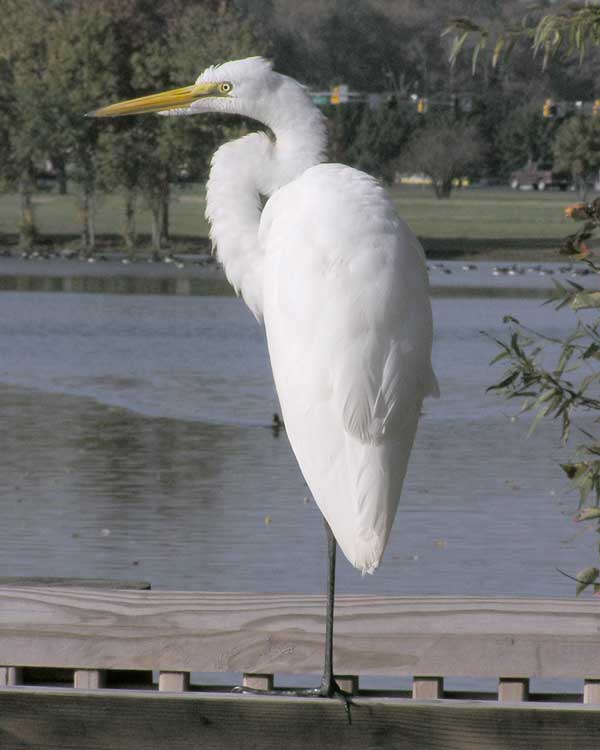 Egret at OP South Gate Pond