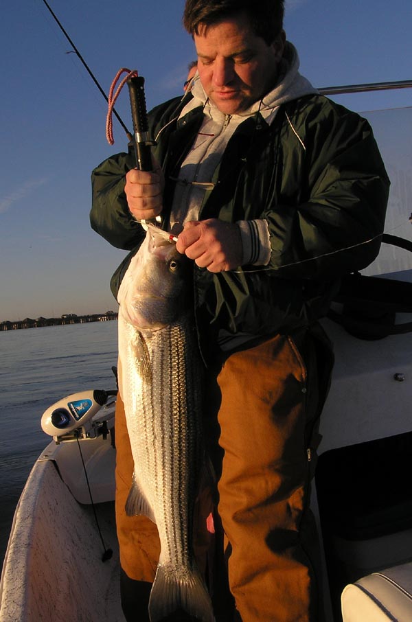 Joe Schanno's Striper