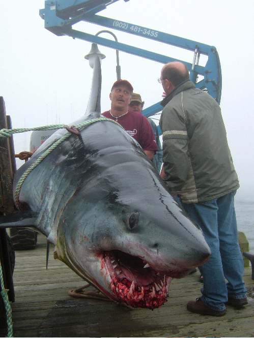 Record Shark Caught