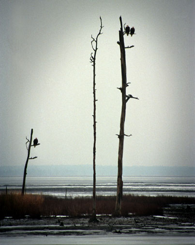 Eagle Pair