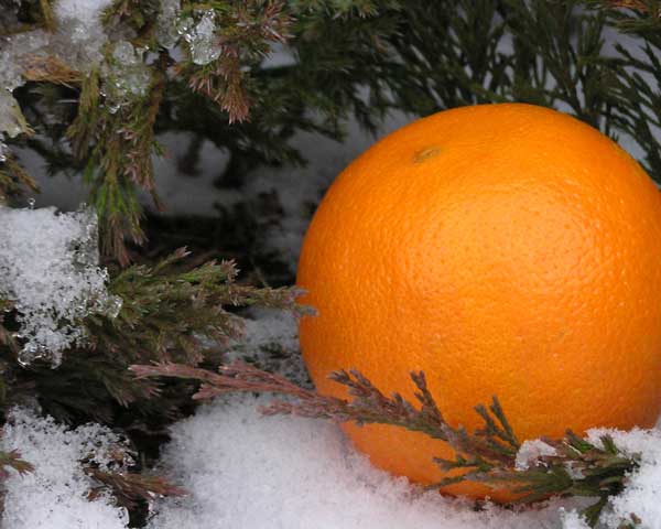 Orange for PhotoContest