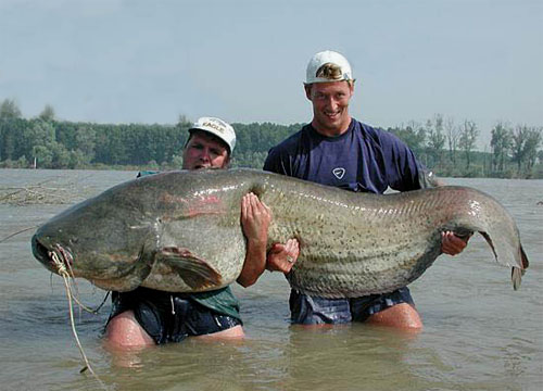 BIG Catfish
