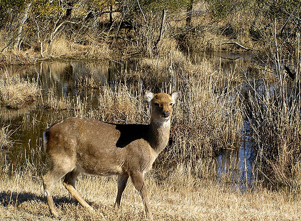 Sika Deer