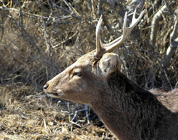 Sika Deer