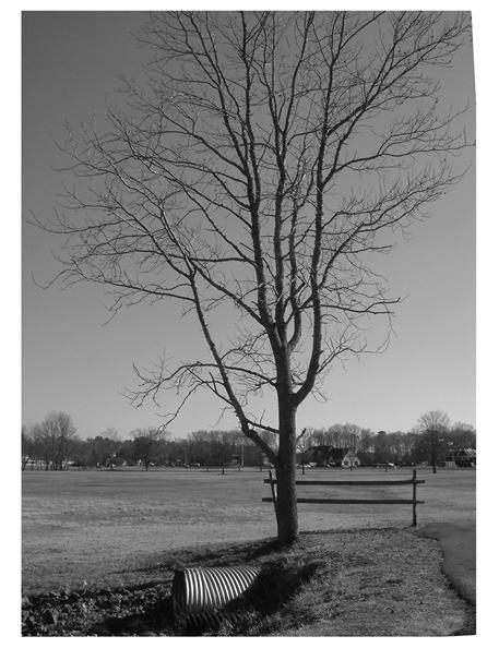 B & W Contest Tree