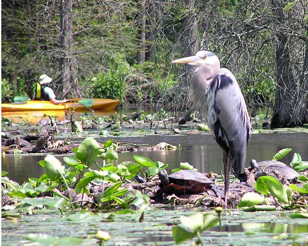Heron and Turtles at Trap Pond