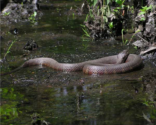 Water Snake