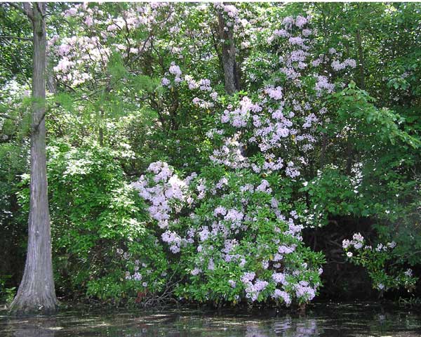 Blossoms at Trap Pond