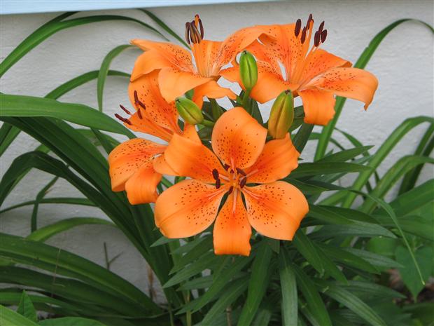 Orange flower