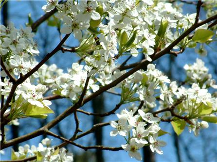 Bradford Pear Tree