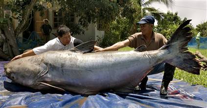 world record catfish