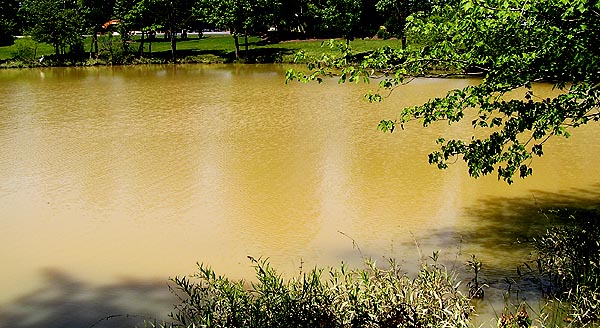 Pond Ruined?