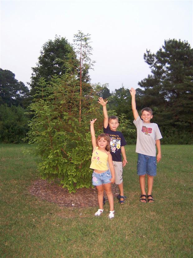 Dawn Redwood at North Gate