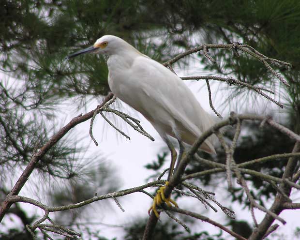 Egret in a Tree